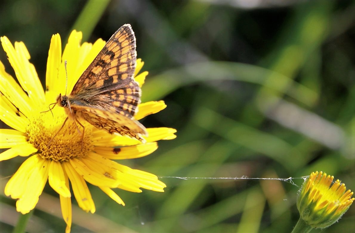 Von Blüte zu Blüte – den Schmetterlingen folgend. (Foto: Knut Kuckel)