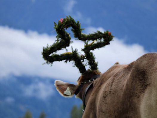 Zum letzten Mal wurde das Vieh beim Almabtrieb 2012 geschmückt. (Foto: Knut Kuckel)